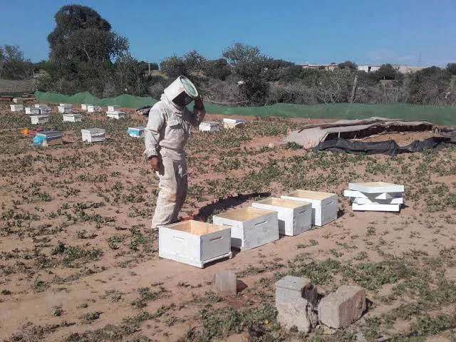Apiculteur préparant des ruches sur le terrain