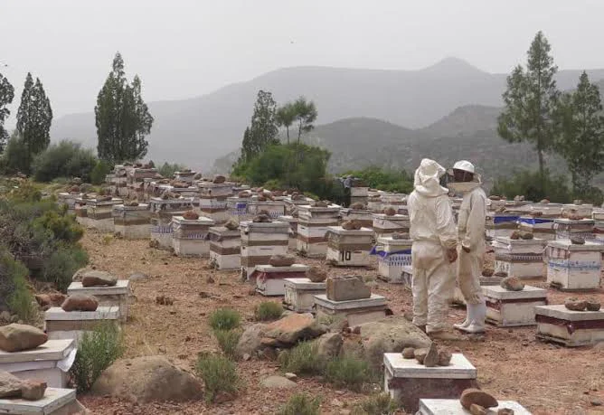 Rucher installé dans un paysage montagneux